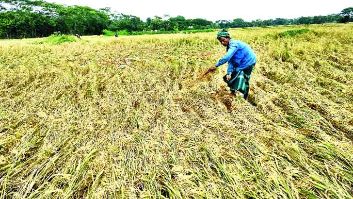 মানুষের দুর্ভোগ, ফসলের ক্ষতি