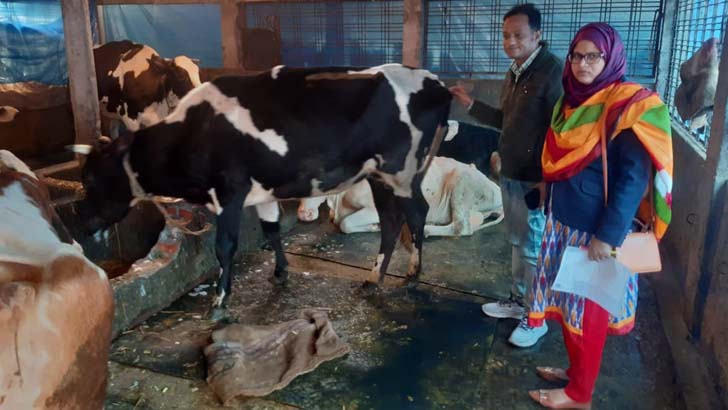 অজ্ঞাত রোগে বীরগঞ্জে এক খামারির ২৩টিসহ মারা গেল ২৫ গরু-মহিষ