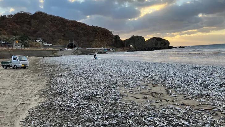 হাজার হাজার টন মরা মাছ ভেসে এলো সমুদ্র সৈকতে 