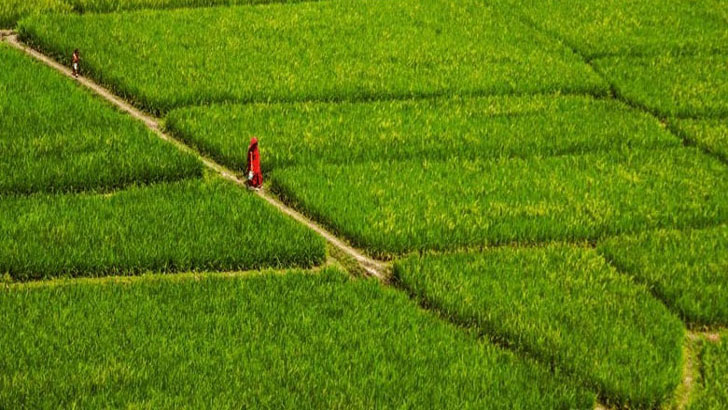 কৃষি বিপণনে দুর্বলতা ও উত্তরণের কৌশল