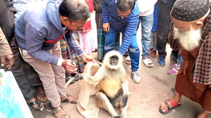 বিদ্যুতের তারে আহত মুখপোড়া হনুমান