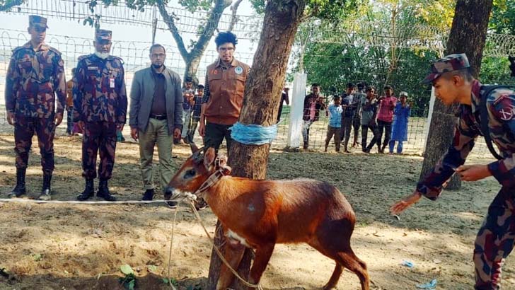 বিরল প্রজাতির বনছাগল ধরে রাজকান্দি ফরেস্টে অবমুক্ত