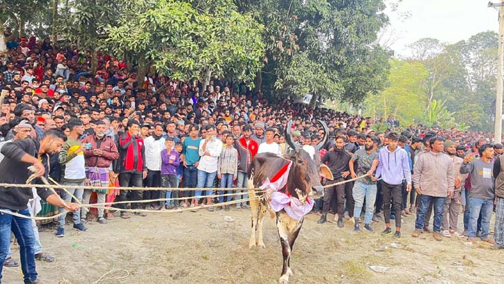 নবাবগঞ্জে ঐতিহ্যবাহী গরুদৌড় প্রতিযোগিতা