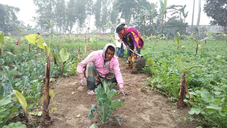 হাড়কাঁপানো শীতে দুর্বিষহ অবস্থায় দিনাজপুরের সাড়ে ৯ লাখ কৃষক