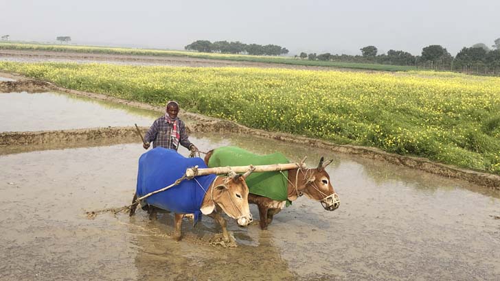 কনকনে শীতে গরুর গায়ে কম্বল জড়িয়ে মাঠে কৃষক