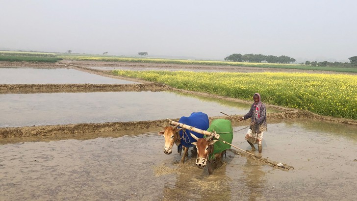 গরুর গায়ে কম্বল!