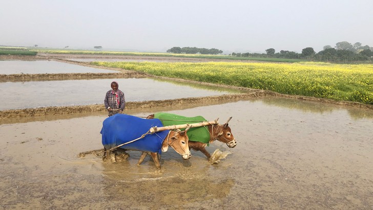 গরুর গায়ে কম্বল!