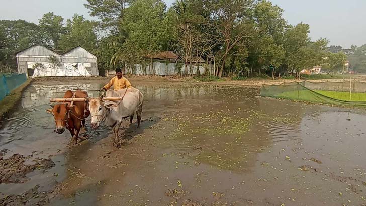 হারিয়ে যাচ্ছে গরু দিয়ে হালচাষের গ্রামবাংলার চিরচেনা দৃশ্য