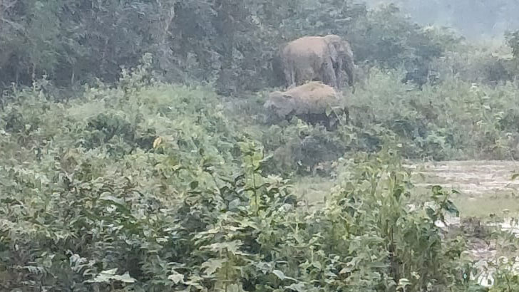 বন্যহাতির হামলায় কৃষক নিহত