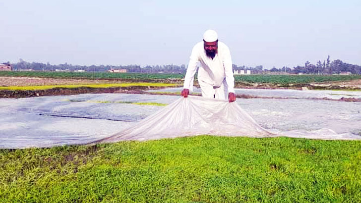 ঘন কুয়াশা থেকে বীজতলা রক্ষা করবেন যেভাবে