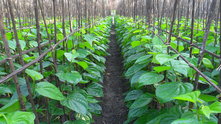 এবার জিআই স্বীকৃতি পাচ্ছে রাজশাহীর মিষ্টি পান