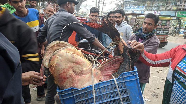 দুধকুমার নদে ধরা পড়ল ৩২ কেজির বাগাড়