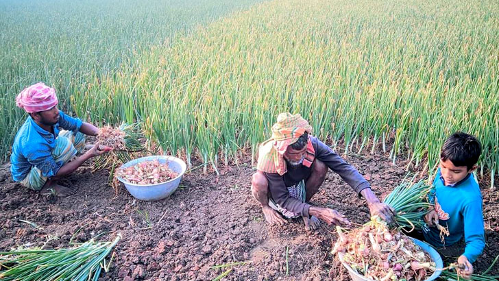 পেঁয়াজের দাম কমে আসবে