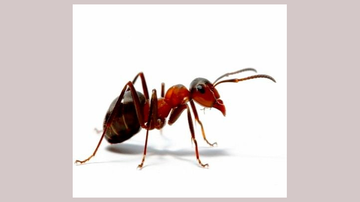 ‘পিপীলিকার পাখা গজায় মরিবার তরে’