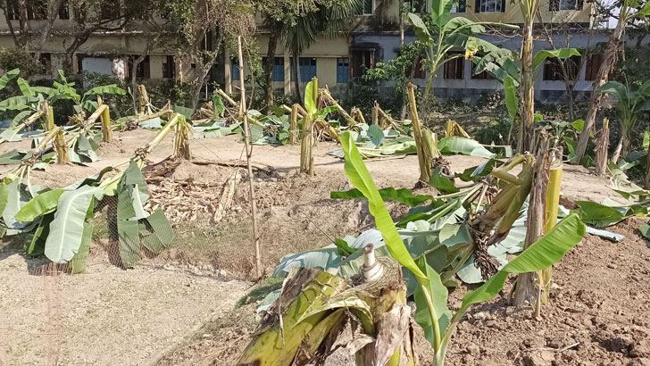 সাবেক এমপির বাগানের কলাগাছ কেটে ফেলার অভিযোগ