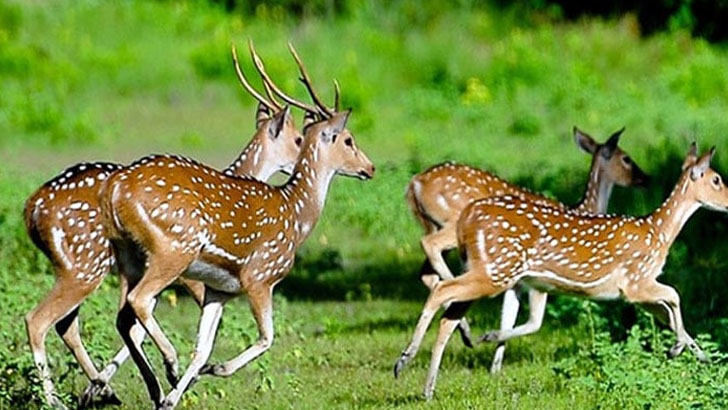 কোটি টাকা মূল্যের হরিণ উপহার পেল সাফারি পার্ক