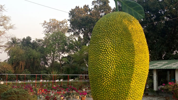 ২১ ফুট ‘কাঁঠাল’ দেখতে দর্শনার্থীদের ভিড়