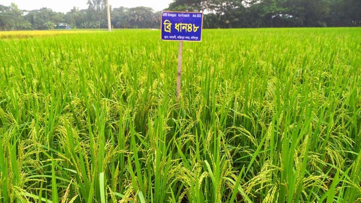 আউশের উৎপাদন বাড়াতে ৬৪ কোটি টাকার প্রণোদনা