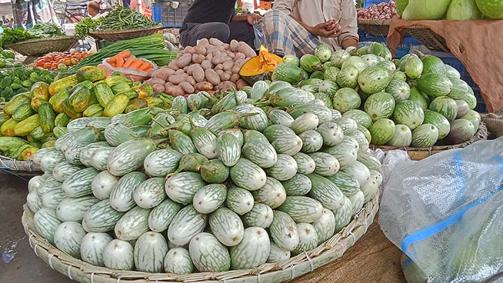 পদ্মার চরে বেগুনের কেজি ৫ টাকা