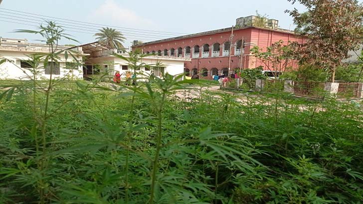 ফরিদপুর জেনারেল হাসপাতালের ভেতরে গাঁজার বাগান!