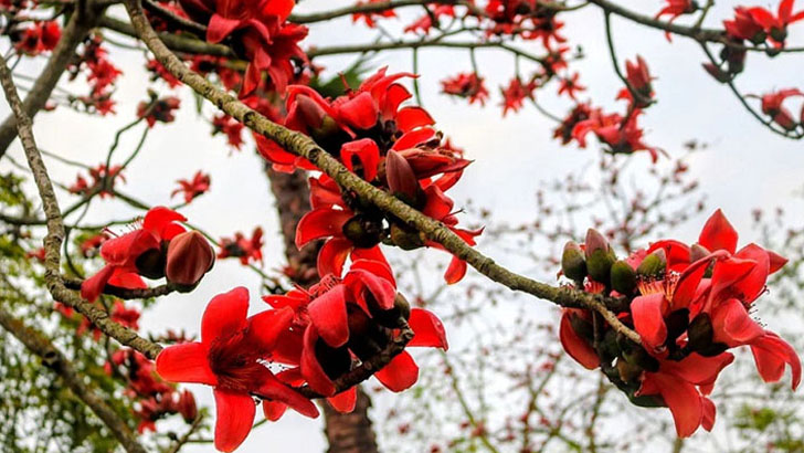 বায়ুদূষণে বদলে যাচ্ছে ফুলের ঘ্রাণ