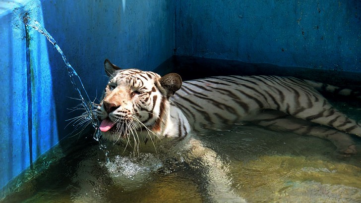 তীব্র গরমে চিড়িয়াখানার বাঘ