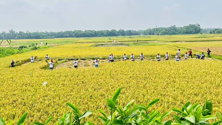 ধান কেটে ঘরে তুলে দিল ছাত্রলীগ, কৃষকের মুখে হাসি