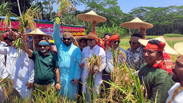 ধান কাটা উৎসবে এমপি বদিউজ্জামান সোহাগ