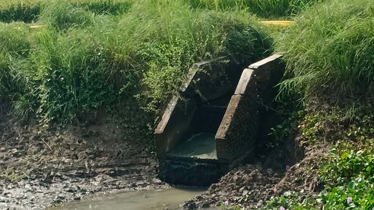 গোমস্তাপুরে ১২শ বিঘা জমির ধান হুমকির মুখে