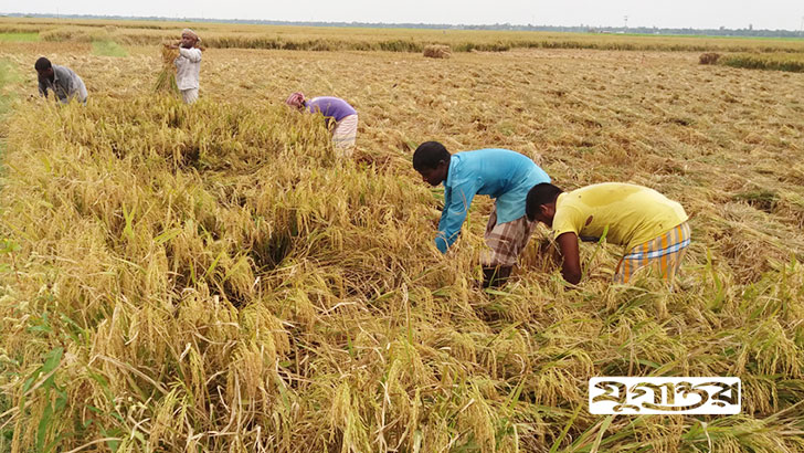 ধানের বাম্পার ফলনেও হাসি নেই কৃষকের