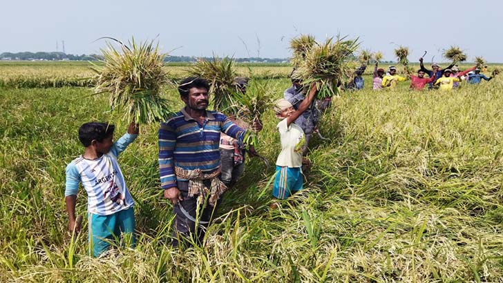 নেত্রকোনার হাওড়ে দ্রুত ধান কাটতে মাইকিং