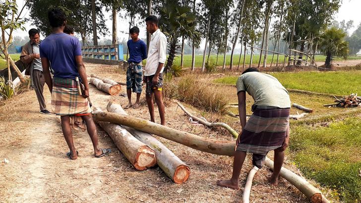 সারা দেশে গাছ কাটা নিয়ন্ত্রণে হাইকোর্টের রুল