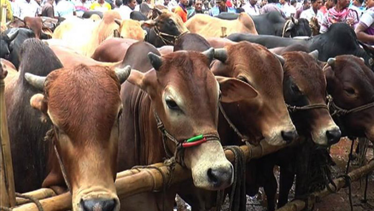 এবার ঢাকায় বসছে ২০টি কোরবানি পশুর হাট