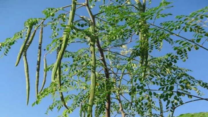 সজনে পাতায় যত গুণ