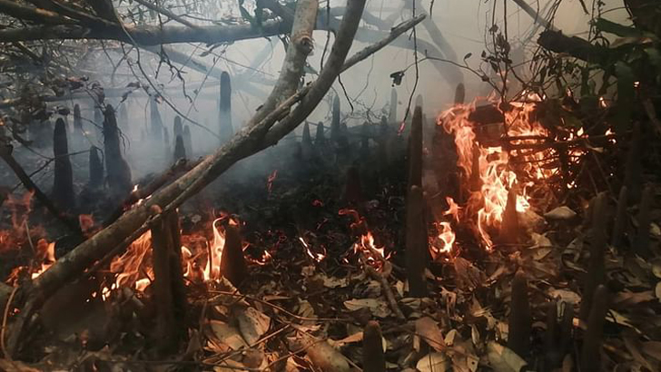 সুন্দরবনে পরিকল্পিতভাবে বারবার আগুন লাগানো হচ্ছে: বাপা