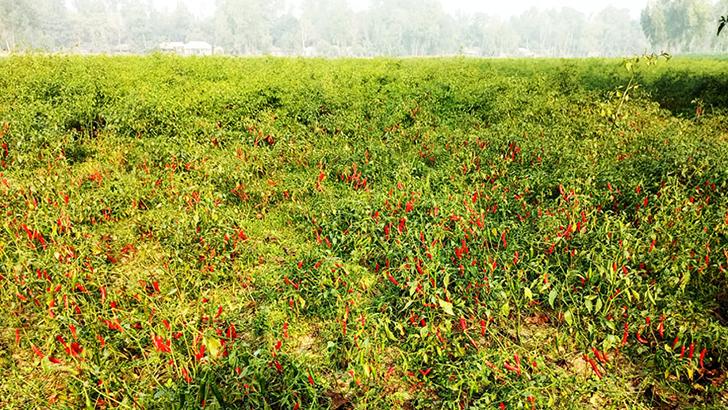 চরাঞ্চলের কৃষকের ঘরে ৩ হাজার কোটি টাকার ফসল