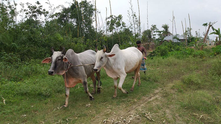 পদ্মার চরে প্রতিটি বাড়ি যেন গরুর খামার