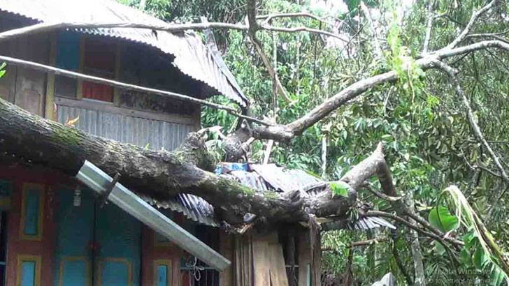 উপড়ে পড়েছে শত শত গাছ