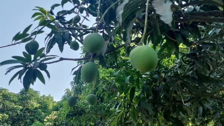 আমের আঁটি থেকে উৎপাদন হবে ভোজ্যতেল