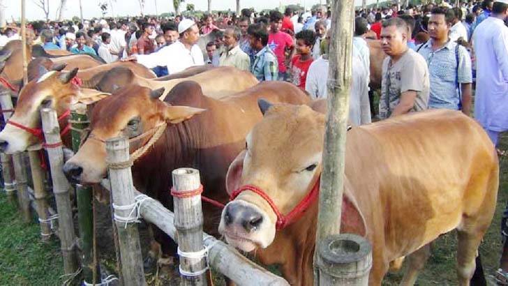 মহাসড়কের পাশে বসবে না কুরবানির পশুরহাট: কাদের