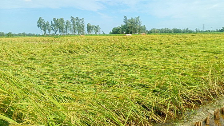 ঘূর্ণিঝড় রেমালে পৌনে ২ লাখ হেক্টর ফসলি জমির ক্ষতি