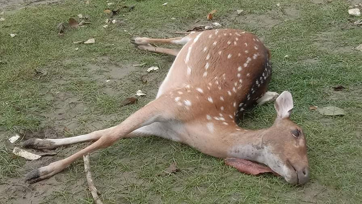 সুন্দরবনে আরও ১৫ মৃত হরিণ