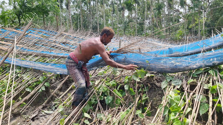 রেমালের তাণ্ডবে নষ্ট সাড়ে ১১ কোটি টাকার পান