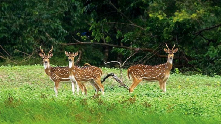 সুন্দরবনে আরও মিলল ৩১ মৃত হরিণ 