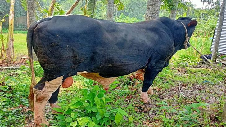 ‘কালা পাহাড়’ বিক্রি করে মা-বউসহ ওমরায় যেতে চান মালিক