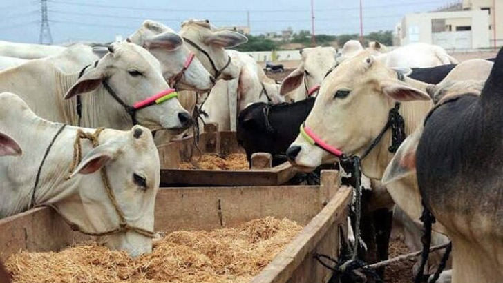 যেসব পশু দিয়ে কুরবানি করা যাবে না