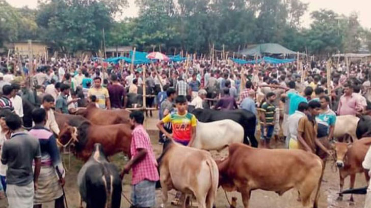 জমে উঠেছে পূবাইল বাজার কুরবানির পশুর হাট 