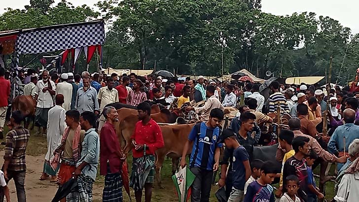 পশুর হাটে নিজের পালিত ষাঁড়ের গুঁতোয় প্রাণ গেল কৃষকের