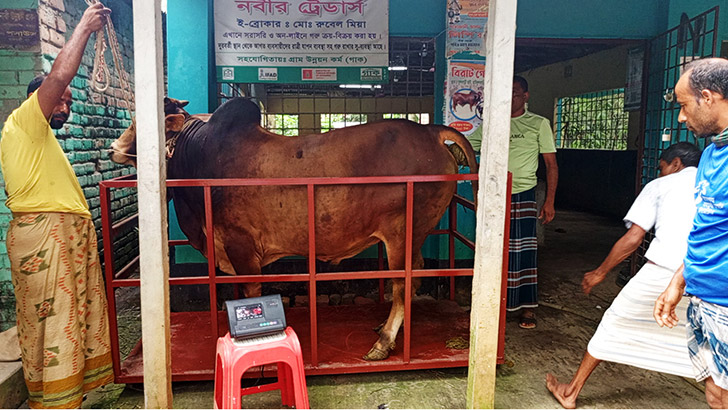 বগুড়ায় মিটার স্কেলে ওজন করে বিক্রি হচ্ছে কুরবানির গরু