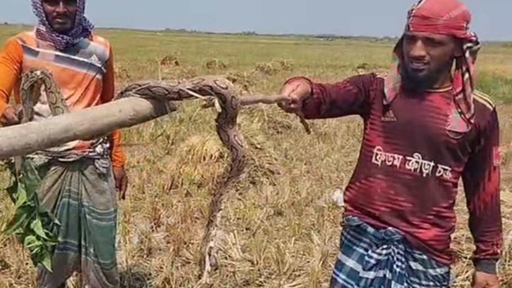 অশনিসংকেত দিচ্ছে রাসেল’স ভাইপার